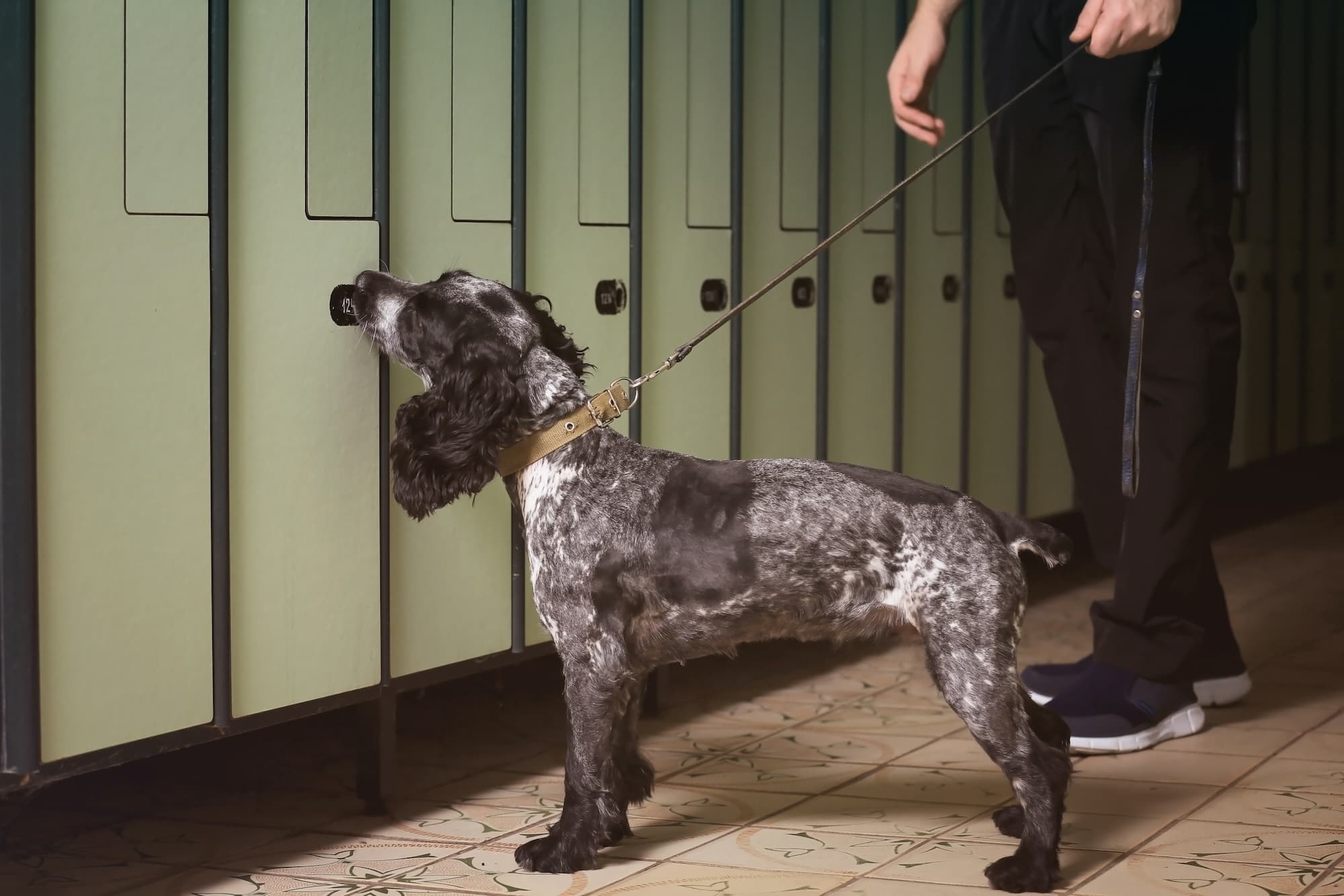 10 ans d&#8217;expérience en détection canine de punaises de lit Bischheim