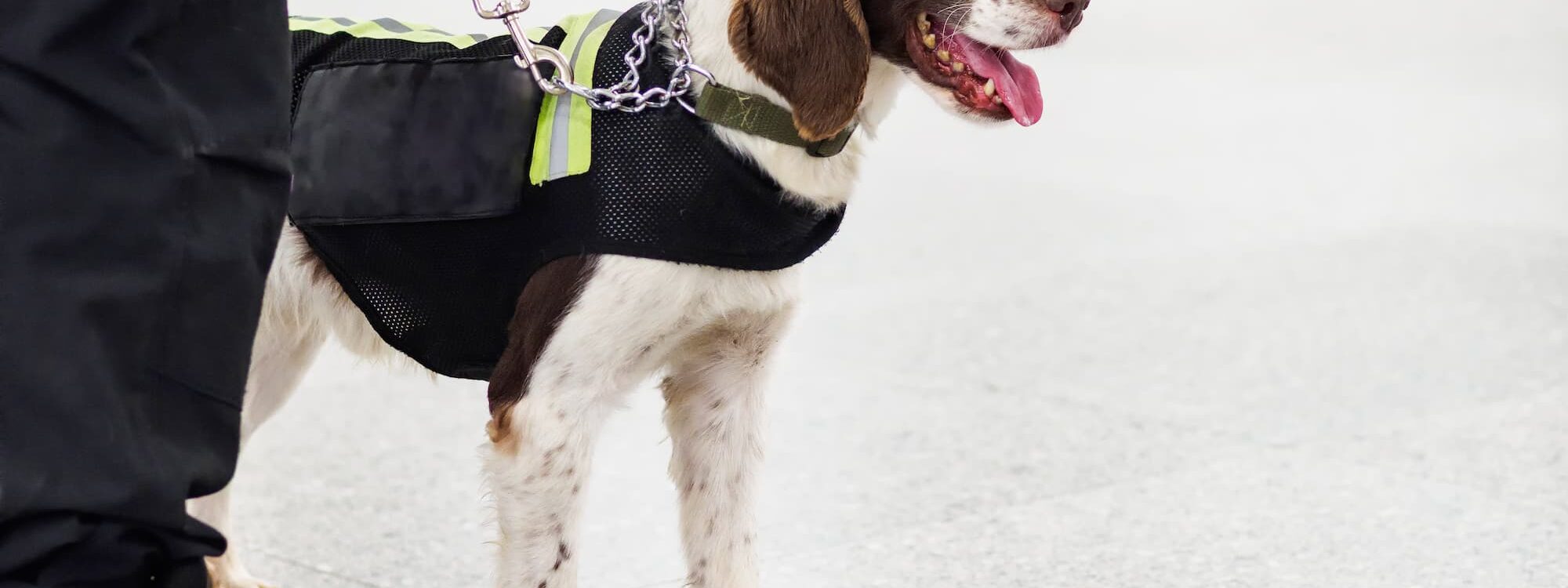 Détection canine de punaises de lit : diagnostic professionnel et prévention à Strasbourg et Colmar Illkirch-Graffenstaden