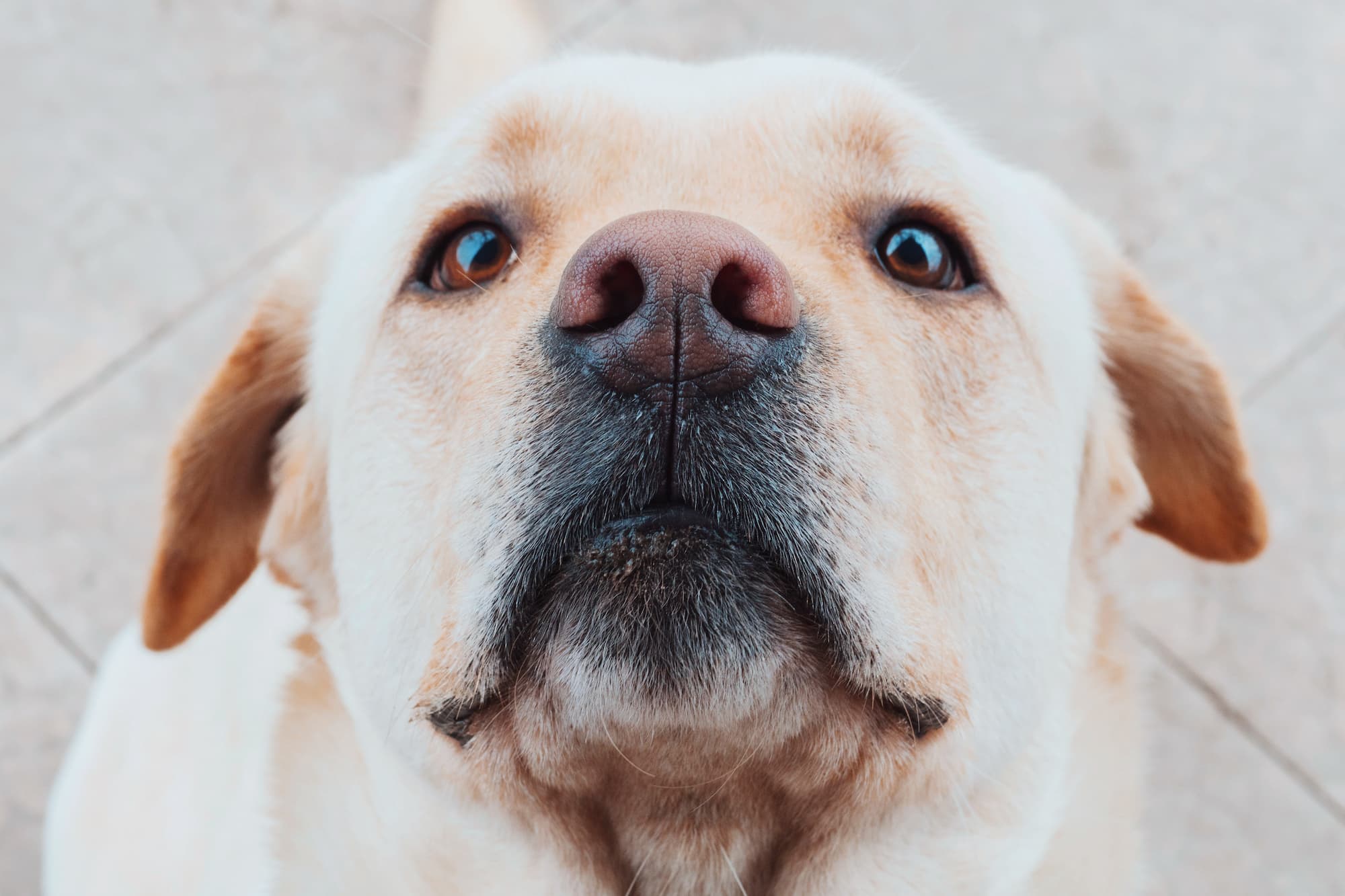 Détection canine de punaises de lit : diagnostic professionnel et prévention à Strasbourg et Colmar Schiltigheim 1
