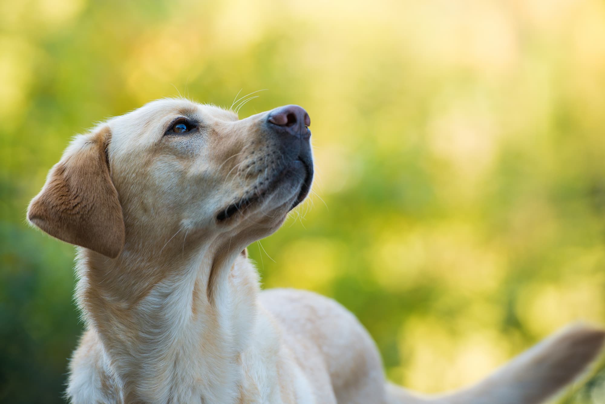 ATN Détection : experts formés en détection canine de punaises de lit à Strasbourg et près de Schiltigheim Strasbourg