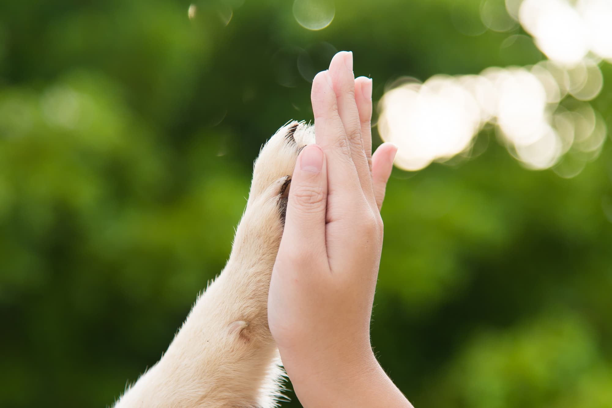 Découvrez notre expertise en détection canine de punaises de lit près de Strasbourg et Haguenau Saverne 0
