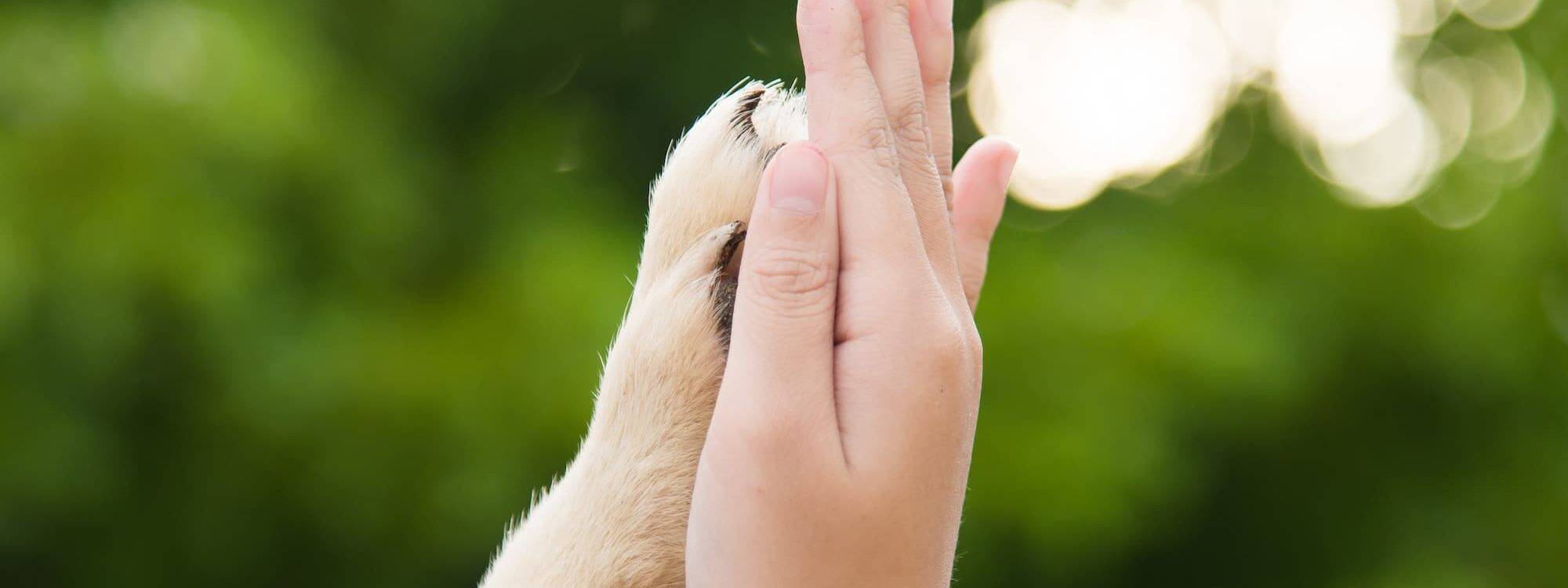 Découvrez notre expertise en détection canine de punaises de lit près de Strasbourg et Haguenau Saverne