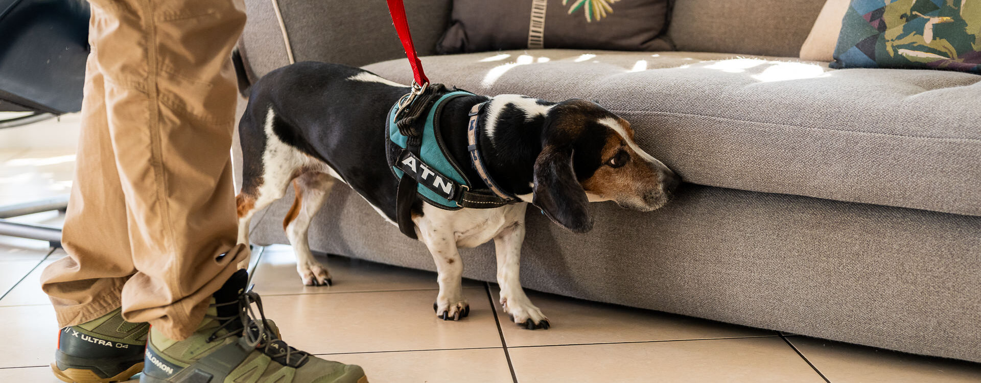 Quels &eacute;quipements peuvent g&ecirc;ner ou fausser la d&eacute;tection canine des punaises de lit ? Schiltigheim