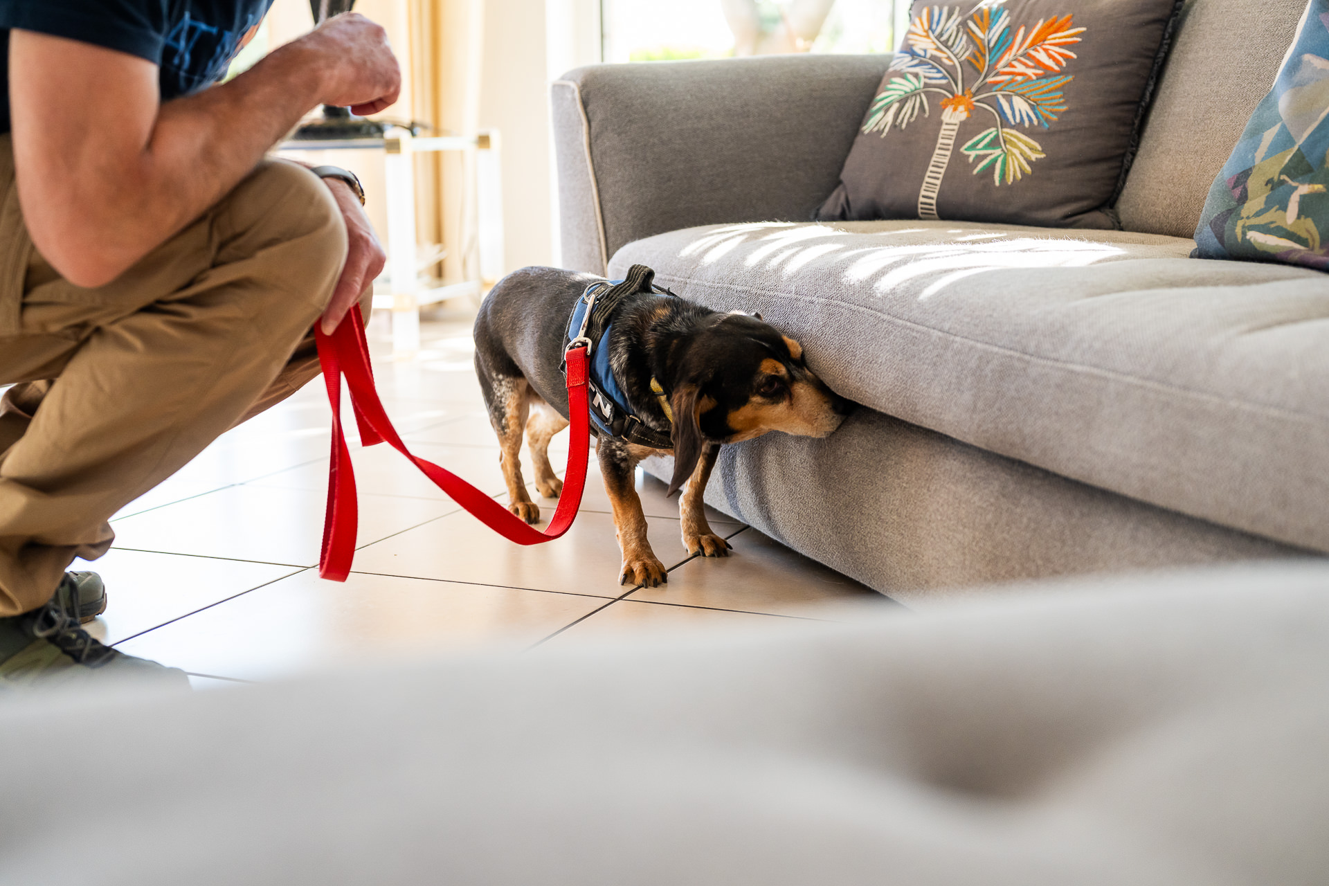 Détection canine de punaises de lit : diagnostic professionnel et prévention à Strasbourg et Colmar Sélestat 2