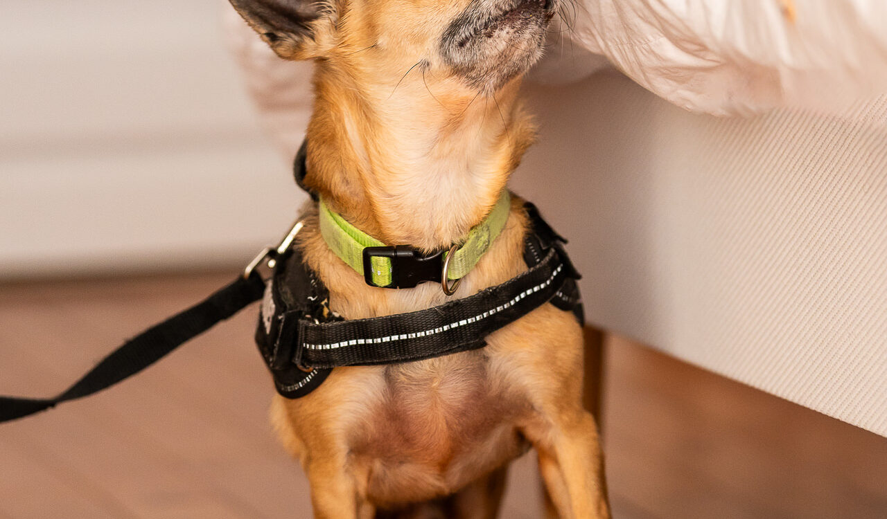 Pourquoi les chiens détecteurs de punaises de lit sont-ils plus efficaces que les méthodes traditionnelles ? Strasbourg