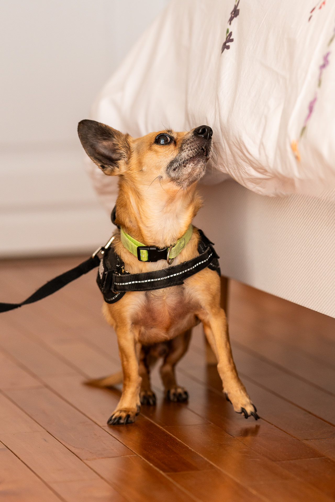 Découvrez notre expertise en détection canine de punaises de lit près de Strasbourg et Haguenau Sarrebourg 3