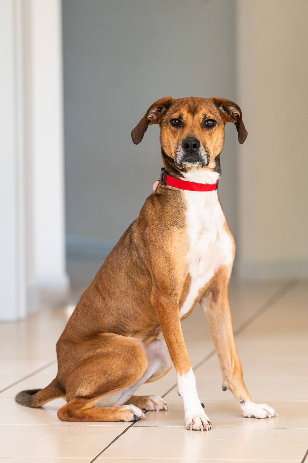 Découvrez notre expertise en détection canine de punaises de lit près de Strasbourg et Haguenau Illkirch-Graffenstaden 1