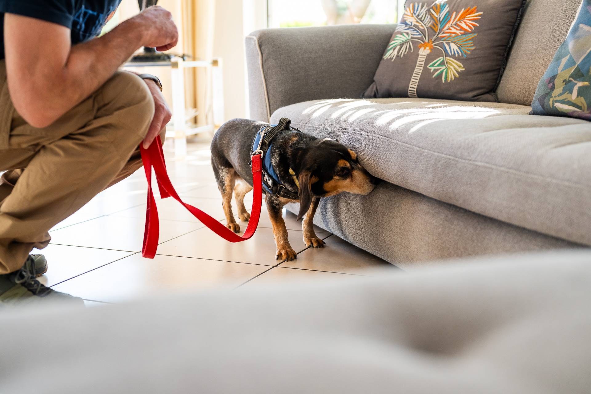 Détection canine de punaises de lit : diagnostic professionnel et prévention à Strasbourg et Colmar Sélestat 2