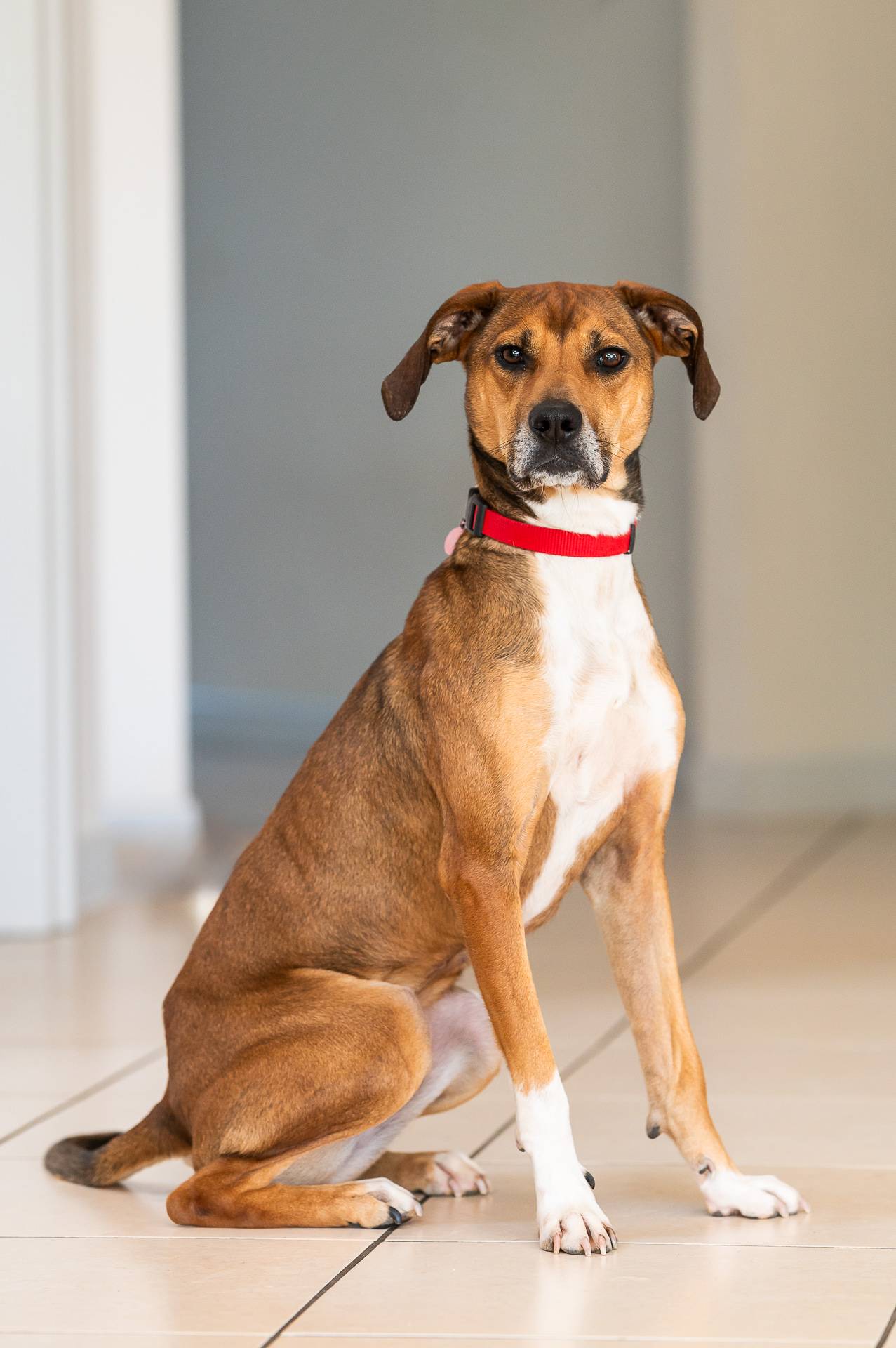 Découvrez notre expertise en détection canine de punaises de lit près de Strasbourg et Haguenau Illkirch-Graffenstaden 1
