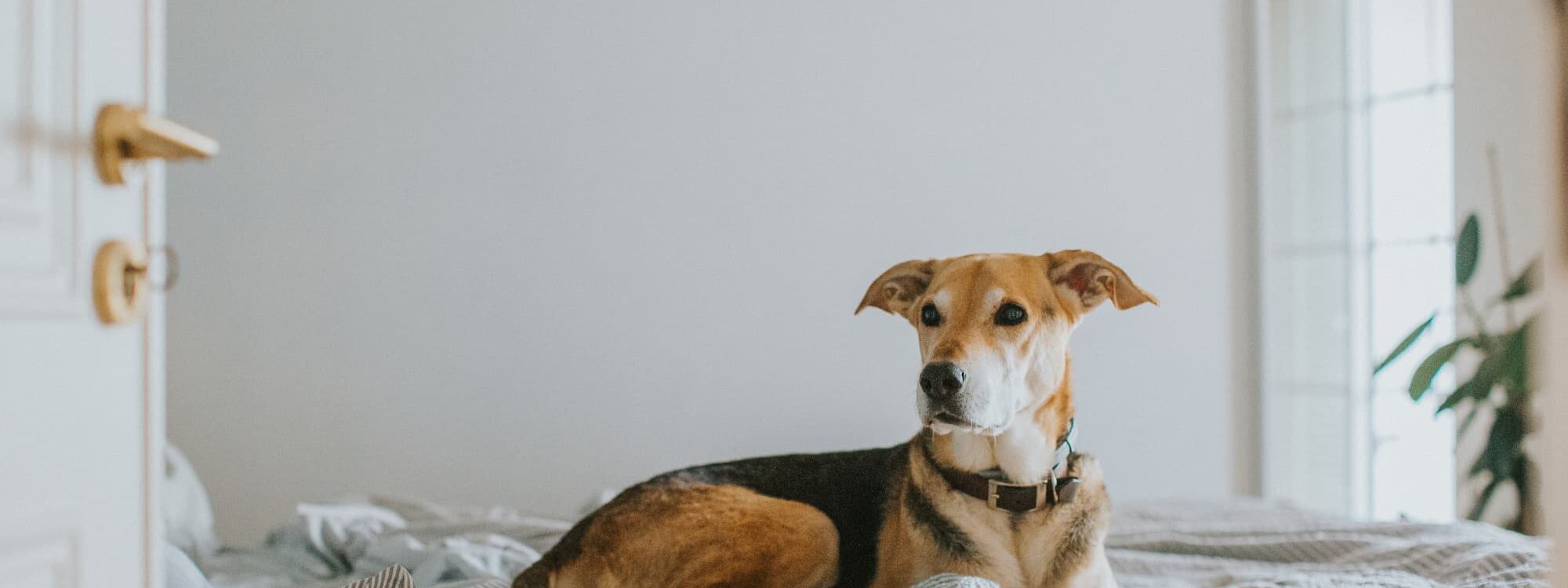 CHIEN_DETECTEUR_DE_PUNAISES_DE_LIT 2000X750 | ATN Détection Comment préparer votre logement pour une inspection par un chien détecteur de punaises de lit ? Haguenau