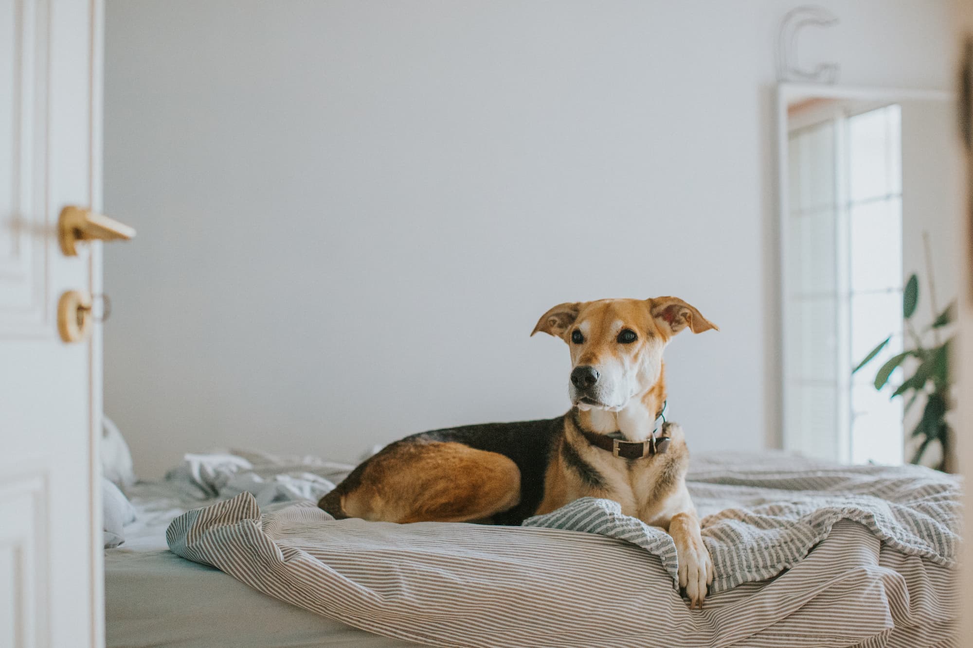 Comment préparer votre logement pour une inspection par un chien détecteur de punaises de lit ? Haguenau