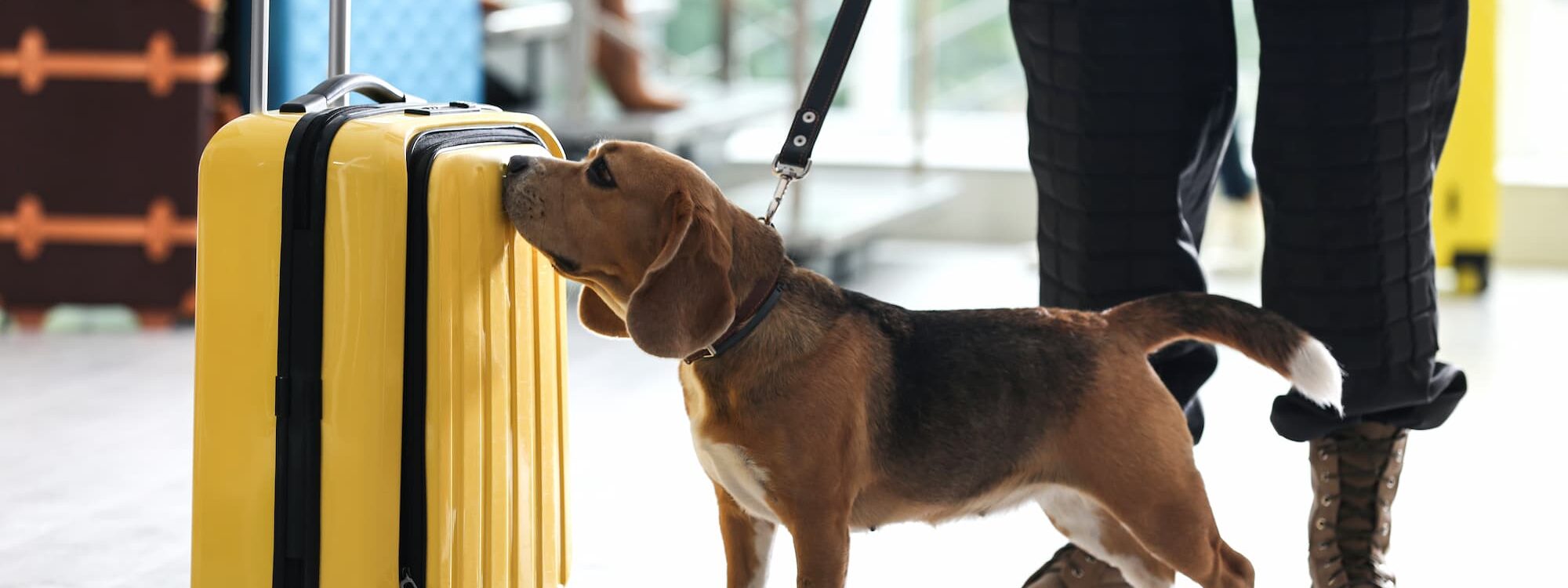 D&eacute;tection canine de punaises de lit : pourquoi faut-il parfois refaire une inspection ? S&eacute;lestat