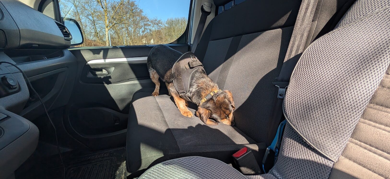 Inspection des v&eacute;hicules : un point cl&eacute; dans la d&eacute;tection des punaises de lit Schiltigheim