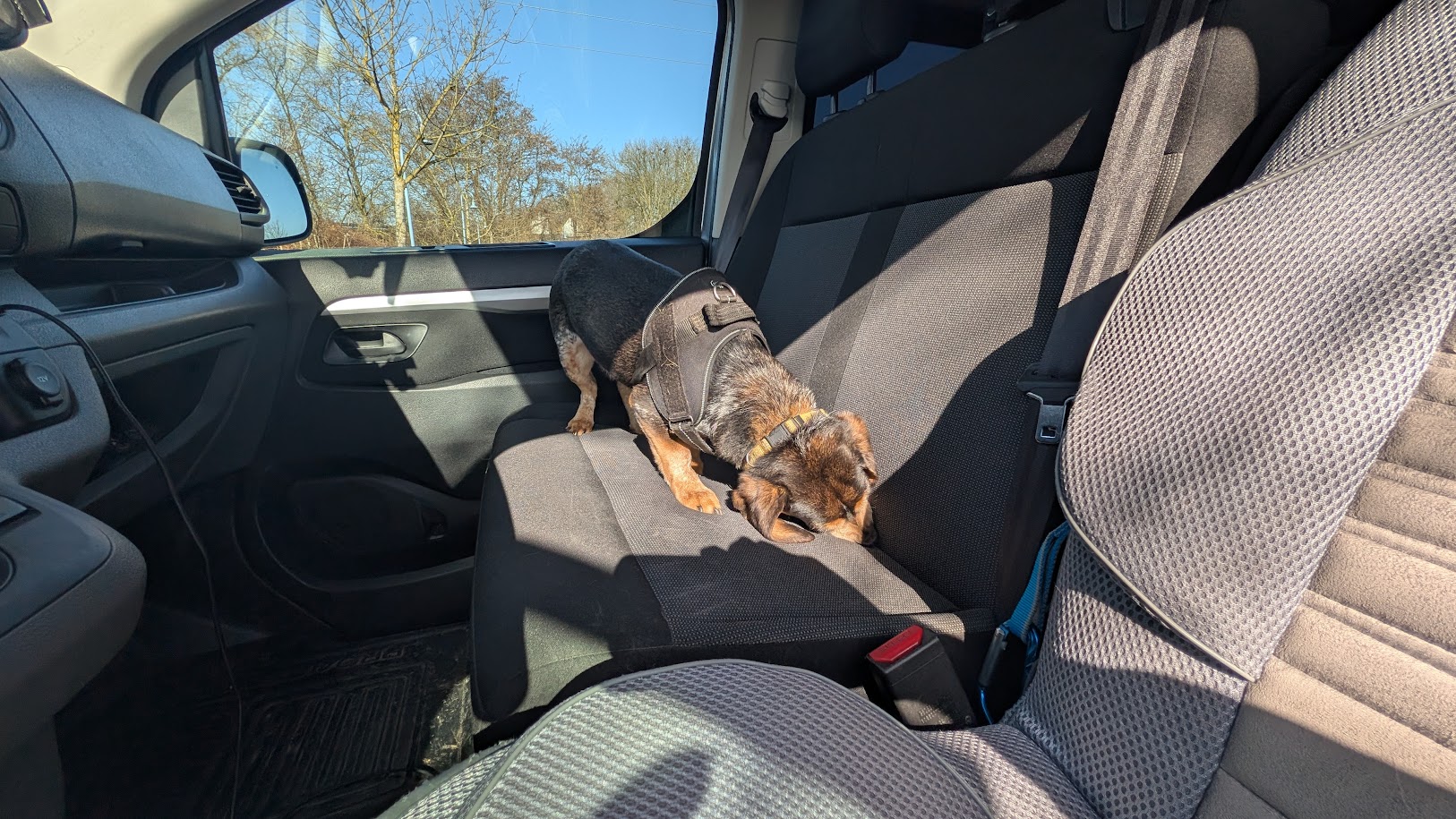 Inspection des v&eacute;hicules : un point cl&eacute; dans la d&eacute;tection des punaises de lit Schiltigheim